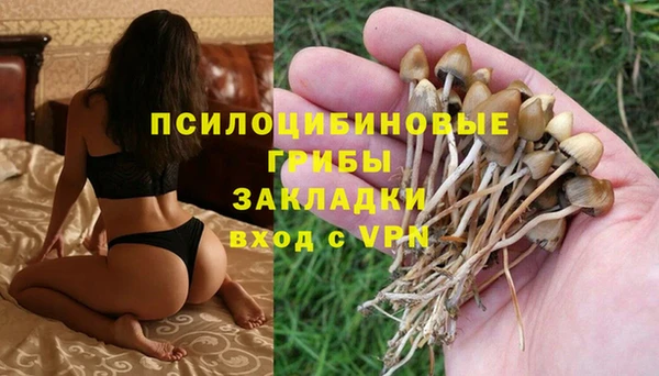 СК Бердск